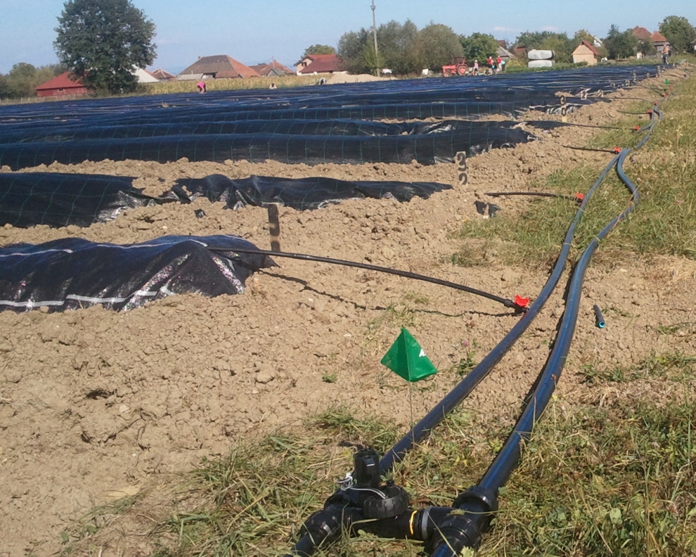 irigatii agricultura